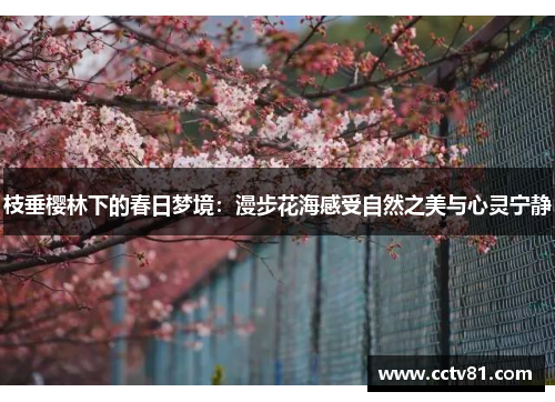 枝垂樱林下的春日梦境：漫步花海感受自然之美与心灵宁静